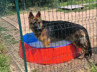 Étalon Berger Allemand - Vidimus Du val de la houée