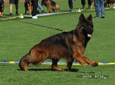 Étalon Berger Allemand - CH. Urus du val de yazo