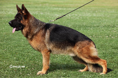 Étalon Berger Allemand - Dream vom arkanum