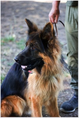 Étalon Berger Allemand Poil Long - Venom Le Val De Ma Rhea-lité