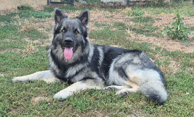 Étalon Berger Allemand Poil Long - Darwin silver gang