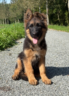 Étalon Berger Allemand Poil Long - Azur Of Breizh Shepherd