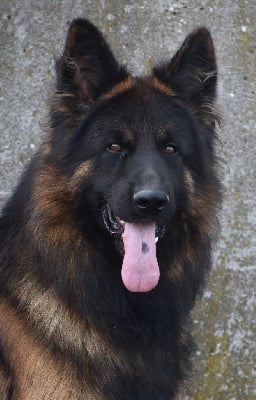 Étalon Berger Allemand Poil Long - haus qira Lobo