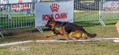Étalon Berger Allemand Poil Long - CH. Bleddyn vom wanakon}