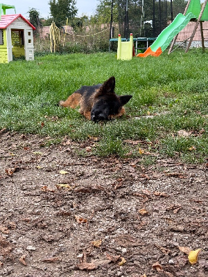 Étalon Berger Allemand Poil Long - Vizzavona Vona