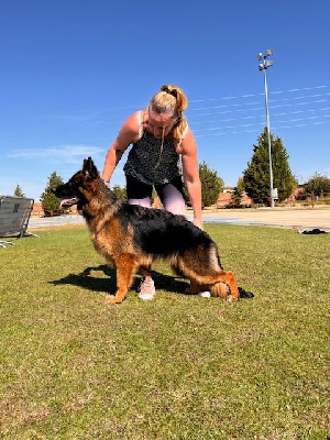 Étalon Berger Allemand Poil Long - Alluna Des Contes De L'Espoir