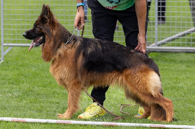 Étalon Berger Allemand Poil Long - Vittel Des Trois Lieux