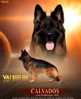 CH. Calvados vom holtkämper hof