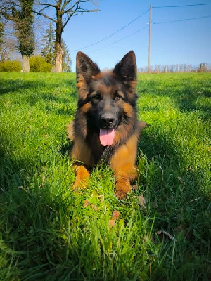 Étalon Berger Allemand Poil Long - U'kiara du domaine de sanctae crucis