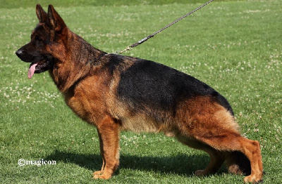 Vasco vom holkämper hof