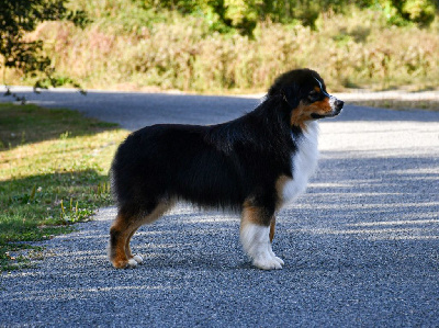 Étalon Berger Australien - Vegeta du chemin de la belle etoile