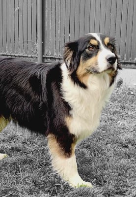 Étalon Berger Australien - Seiya Des Ptits Bergers Du Royaume De Rasmus