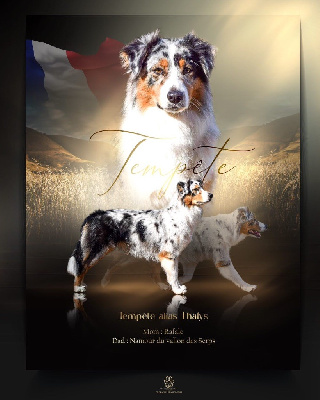 Étalon Berger Australien - Tempete dit thalys (Sans Affixe)