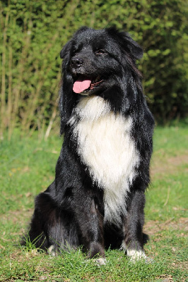 Étalon Berger Australien - Univers upsy Of The Madjy Glimmer Of Hope