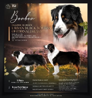 Étalon Berger Australien - CH. Urban black boubba Of Eternal Dreams