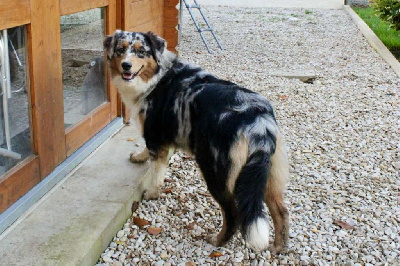 Étalon Berger Australien - Vickie Du Domaine Des Belles Aubois