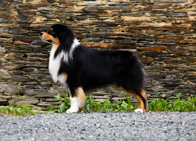 Étalon Berger Australien - Valentino du chemin de la belle etoile