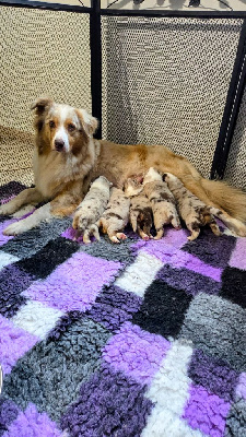 Étalon Berger Australien - Rio Des Milles Et Une Pattounes De Rio