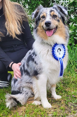 Étalon Berger Australien - Toscane Des Milles Et Une Pattounes De Rio