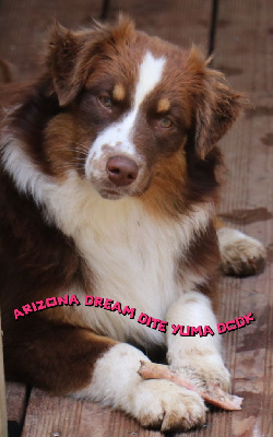 Étalon Berger Australien - Arizona dream dite yuma du chemin des korrigans