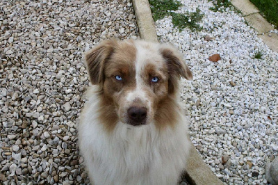 Étalon Berger Australien - Texane Du Domaine Des Belles Aubois