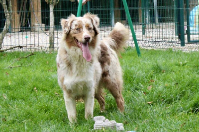 Étalon Berger Australien - Abby-gaelle Du Domaine Des Belles Aubois