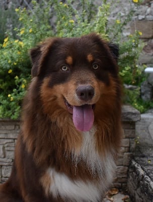 Étalon Berger Australien - Twix chocolate flower de nanj'kaibloom