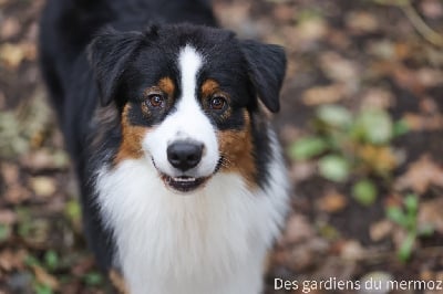 Étalon Berger Australien - Voici la douceur Des Gardiens Du Mermoz