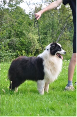 Étalon Berger Australien - Vas-y wrap Little Cowboy