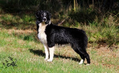 Étalon Berger Australien - Sparkling diamond moulin rouge ! of Angel'Crossings