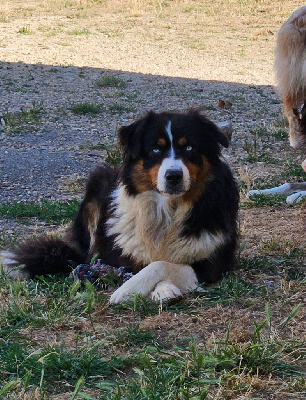 Étalon Berger Australien - Umy la magnifique Du Domaine Du Clos Australien
