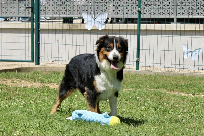 Étalon Berger Australien - U'arya Du Domaine Des Belles Aubois