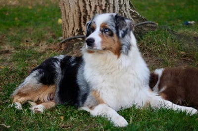 Étalon Berger Australien - Vendetta perfetta di casa sant anna