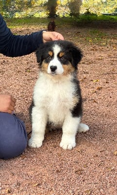 Étalon Berger Australien - Angel ariel De La Vallée Féérique