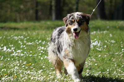 Étalon Berger Australien - Redjina nina bonita d'Elocera Parck