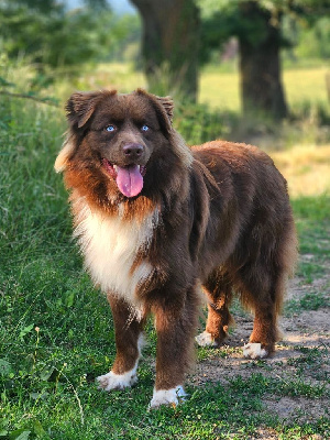 Étalon Berger Australien - Vers ce rêve bleu vulcan de nanj'kaibloom