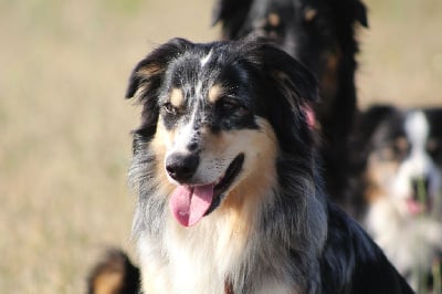 Étalon Berger Australien - Titans games thelios The Meadow Of Australian