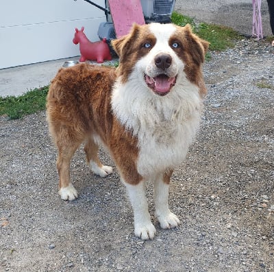 Étalon Berger Australien - Ulir du Domaine de Demeter