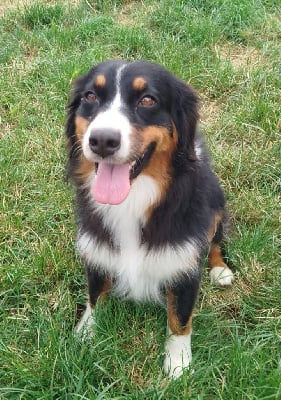 Étalon Berger Australien - Ultym For The Memory Of Mandy