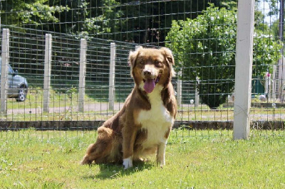 Étalon Berger Australien - Phoebee Du Domaine Des Belles Aubois