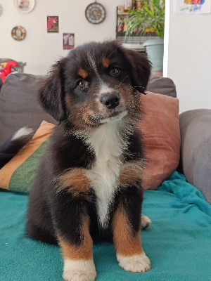 Étalon Berger Australien - A little black moon For The Memory Of Mandy