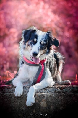 Étalon Berger Australien - Titans games aphrodite tiff The Meadow Of Australian