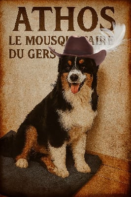 Étalon Berger Australien - Arctic ocean du chemin des korrigans