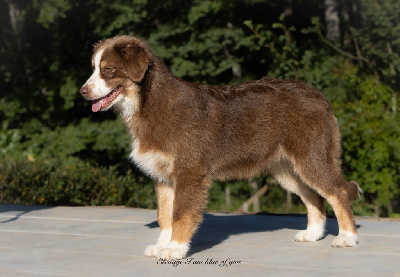 Étalon Berger Australien - Yoga viparita karani I Am Blue Of You