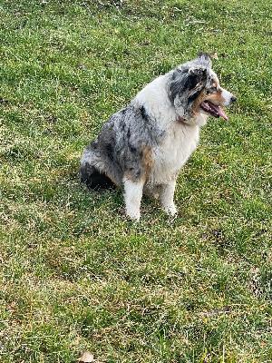 Étalon Berger Australien - Syla (Sans Affixe)