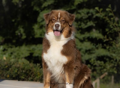 Étalon Berger Australien - Ruby sparks du chemin des korrigans