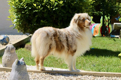 Étalon Berger Australien - Ullyss Of Salsa's Stars