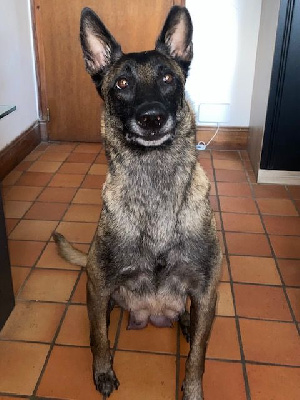 Étalon Berger Belge - Paddy du Banc des Hermelles