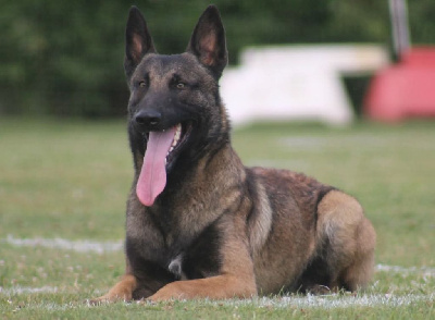 Étalon Berger Belge - Uruk-haï De L'Odyssée D'Hèra