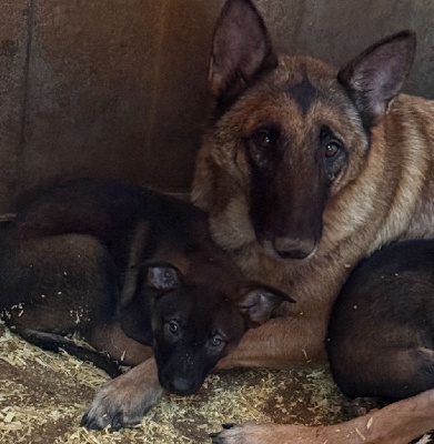 Étalon Berger Belge - Rebelle du Perigord Noir et Feu
